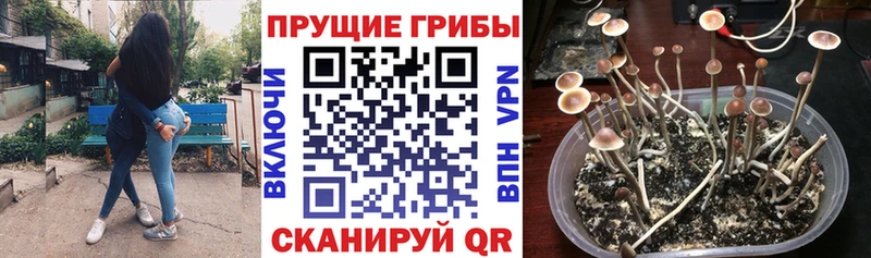 Галлюциногенные грибы прущие грибы  OMG   Могоча  где купить наркоту 
